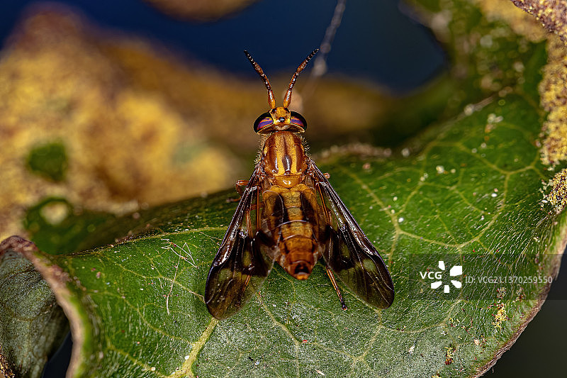 成年马蝇，昆虫在叶子上的特写图片素材