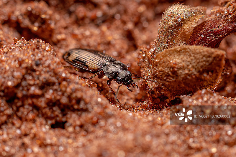 成年地甲虫，岩石上昆虫的特写镜头图片素材