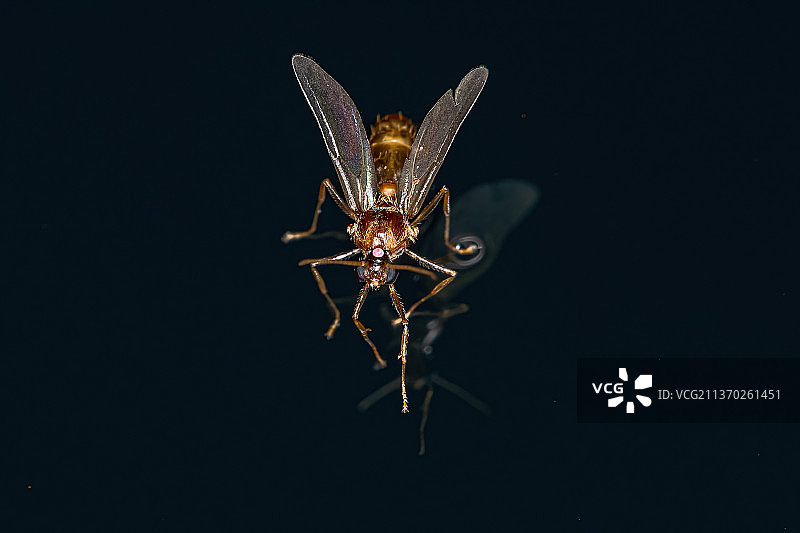 成年雄性翼蚁，在黑色背景昆虫的特写图片素材