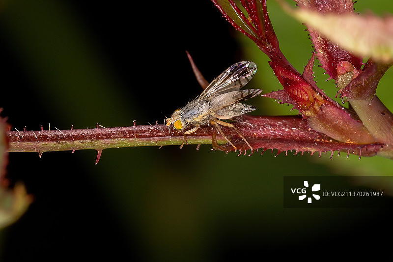 成虫果蝇，植物茎昆虫特写，巴西图片素材