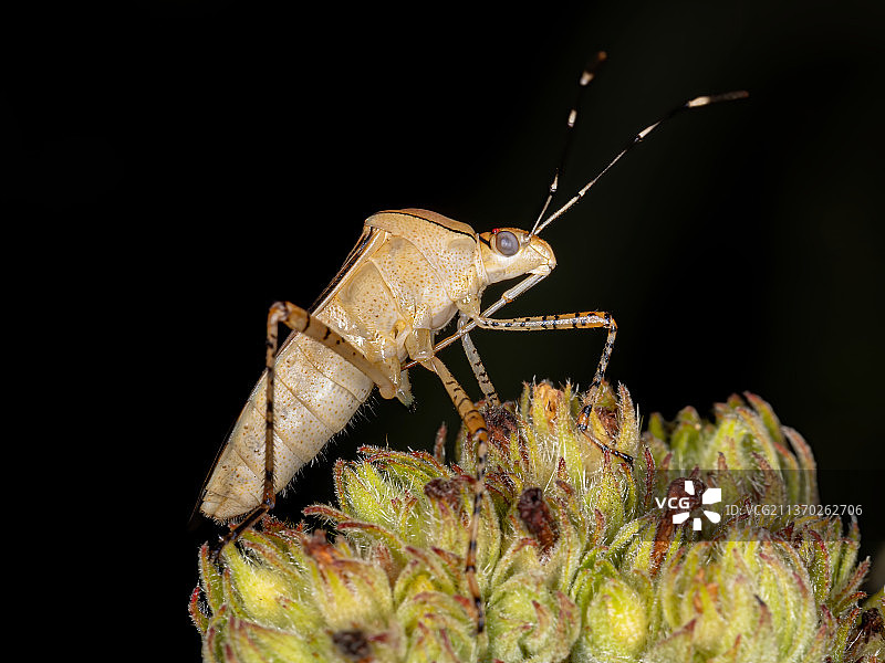 黄色叶足虫，昆虫在黑色背景下植物的特写图片素材