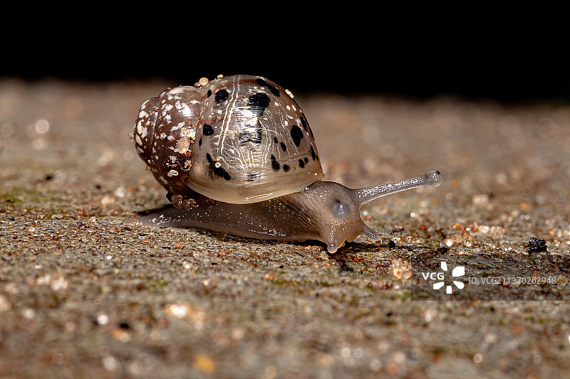 非洲巨型蜗牛，蜗牛在地上的特写图片素材