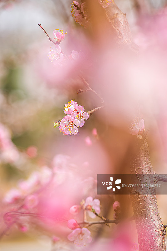 春季盛开的桃花图片素材