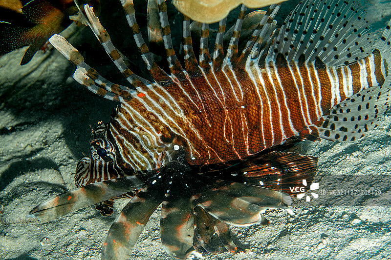 狮子鱼，狮子热带咸水蝎子鱼在海里游泳的特写镜头图片素材