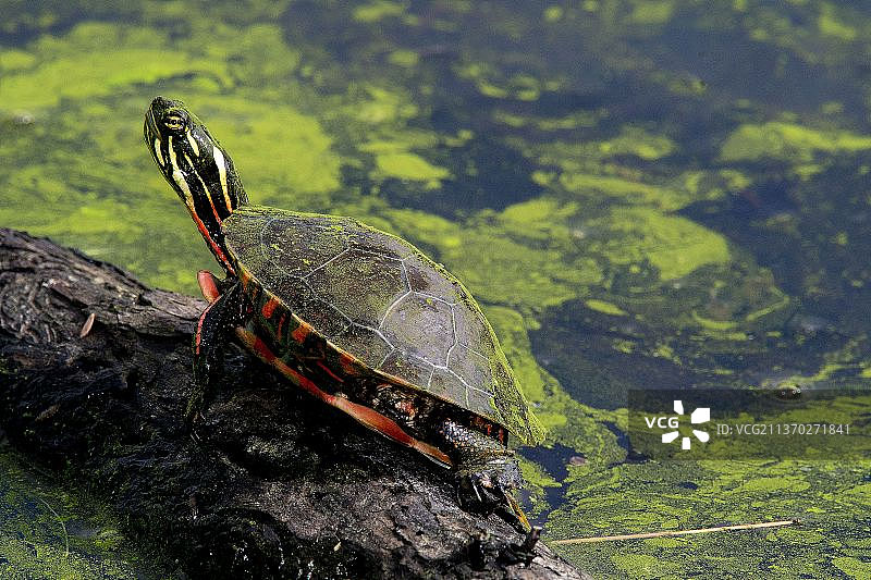米德兰彩绘龟，高角度观龟在湖里游泳，Volo沼泽州自然地区，美国，美国图片素材