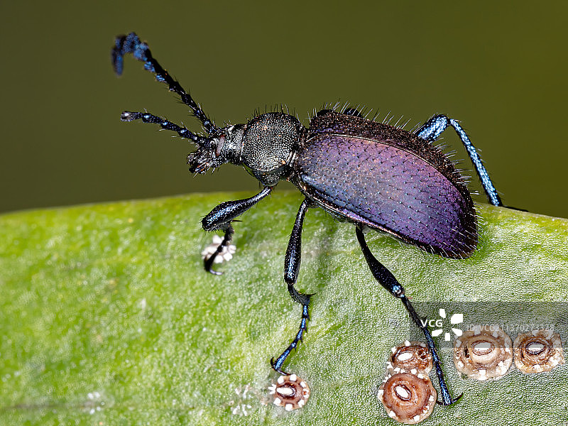 梳子爪暗甲虫，昆虫在叶子上的特写镜头，巴西图片素材