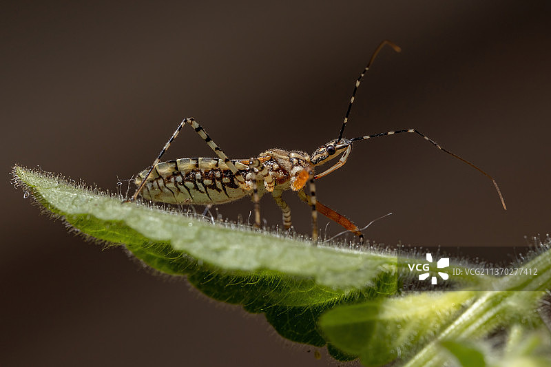 成年猎蝽，叶片上昆虫的特写镜头图片素材