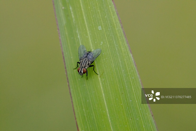 成虫肉蝇，叶片上昆虫的特写图片素材