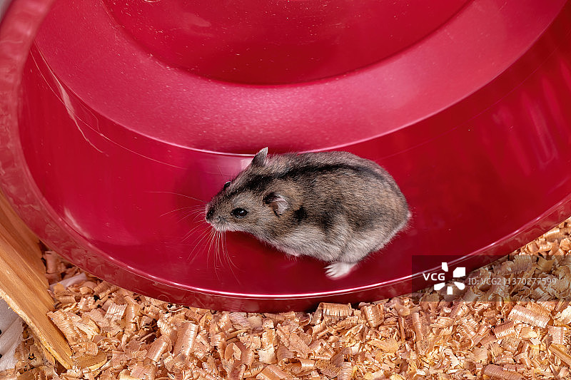 坎贝尔侏儒仓鼠在轮子上奔跑图片素材