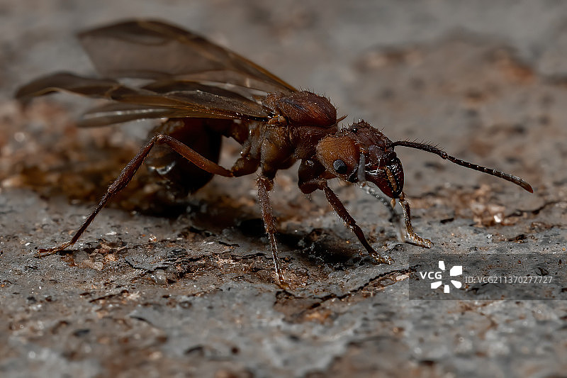 Acromyrmex切叶蚁，地面昆虫特写图片素材