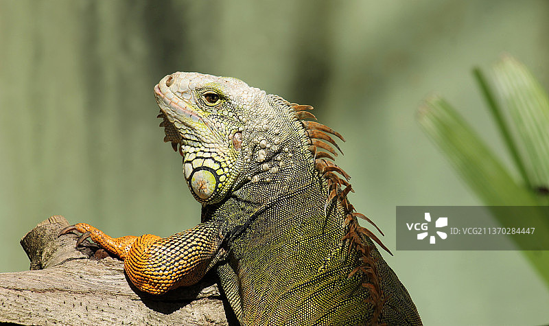 鬣蜥，巴西岩石上绿色鬣蜥的特写图片素材