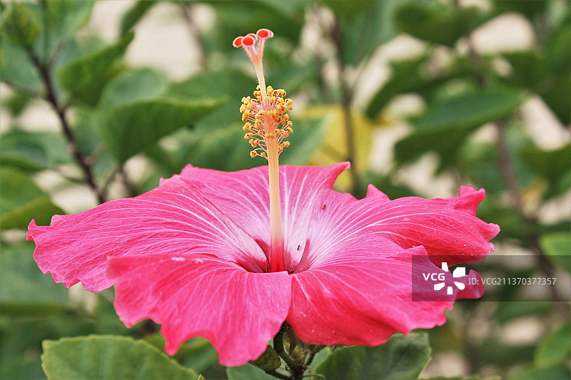 热带粉红色的花，粉红色的芙蓉花的特写图片素材