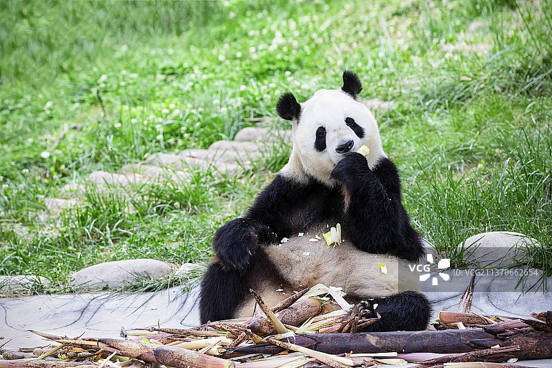 西安秦岭四宝科学公园里吃午餐的大熊猫图片素材