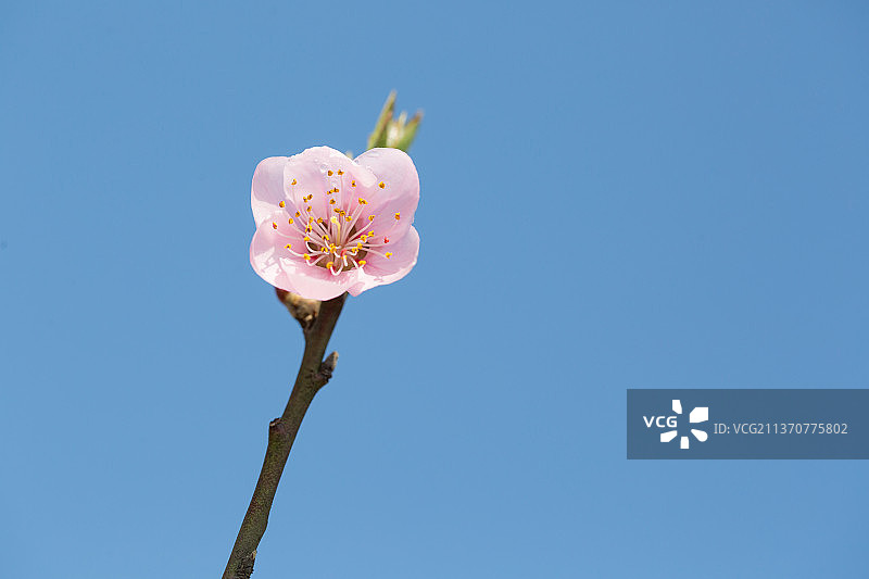 春天蓝色天空下的梅花，立春春分图片素材