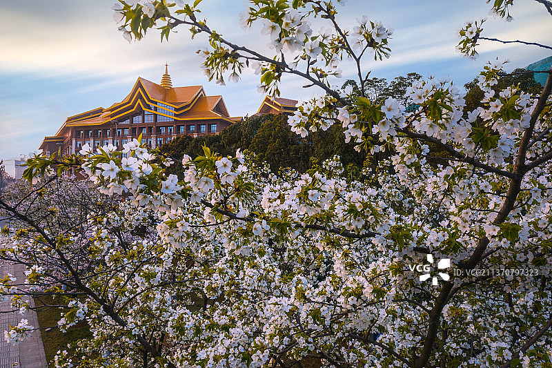泰国寺庙下的樱花树图片素材