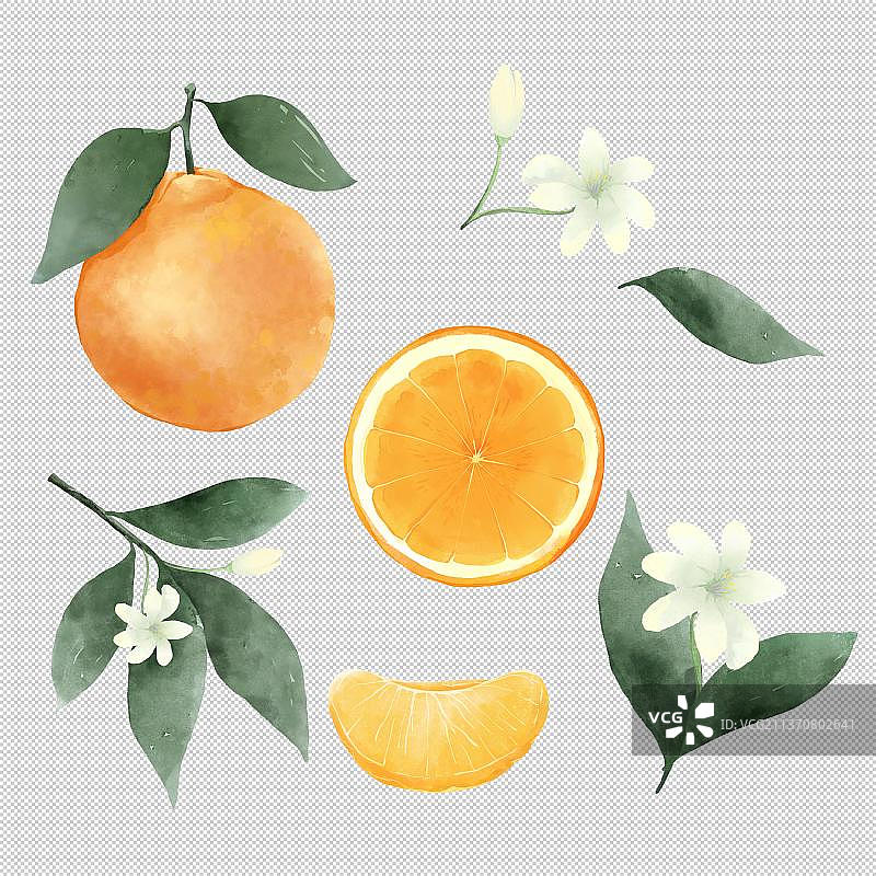 橘子桔子花橘子肉叶子图片素材