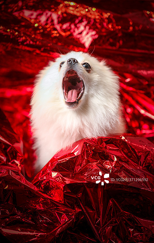 宠物狗白色博美犬小狗红色背景新年春节元宵节情人节灯笼玫瑰图片素材