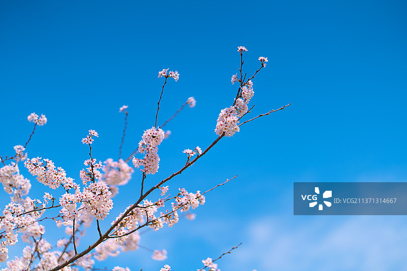 蓝天下的樱花图片素材