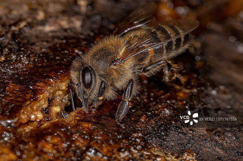 成年雌性西部蜜蜂，蜘蛛特写图片素材