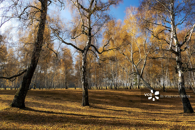 秋天的桦树林，秋天的树木在田野图片素材