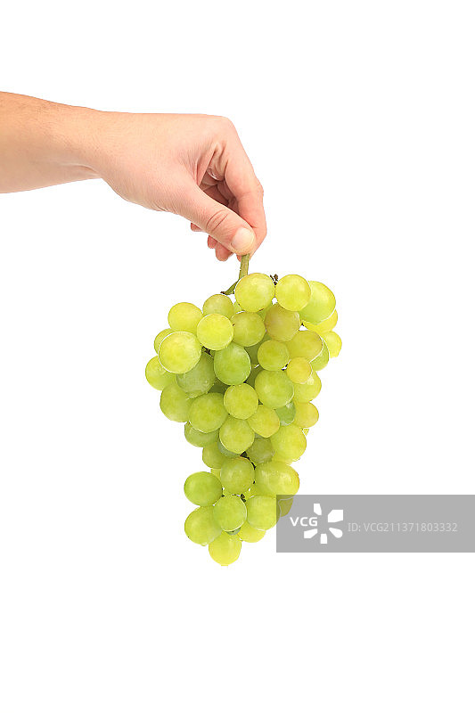 摩尔多瓦，手拿熟透的绿色葡萄，白色背景下，裁剪的手拿着葡萄的妇女图片素材