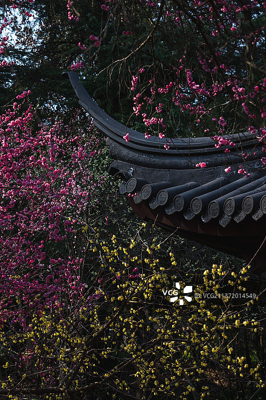 南京梅岗的梅花与腊梅花图片素材