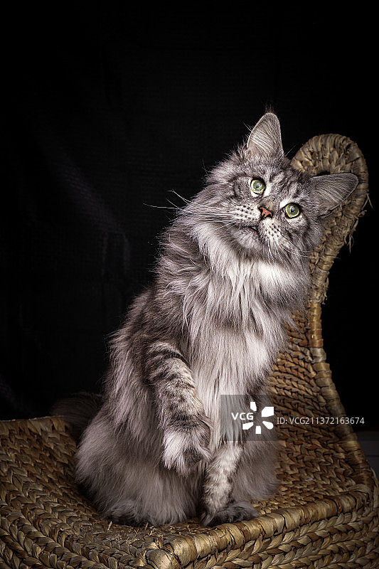宠物猫缅因库恩猫成年猫肖像照图片素材