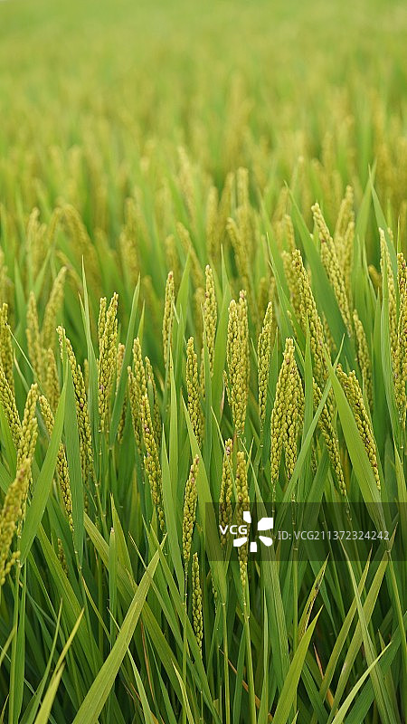 稻米-饱满的稻穗图片素材