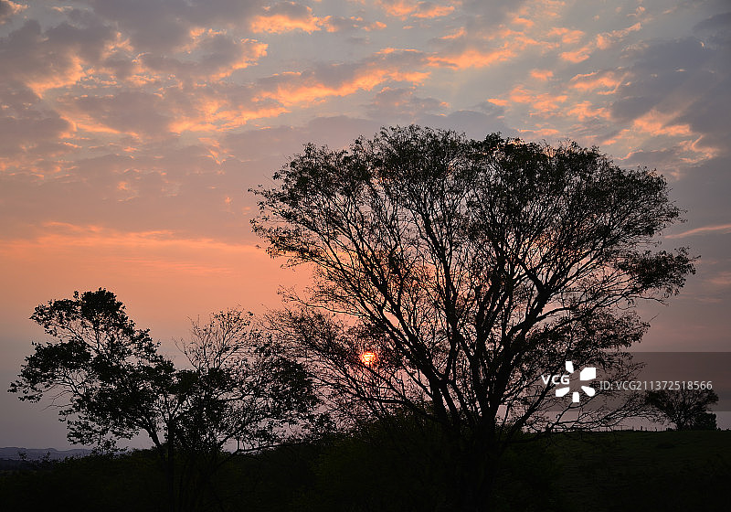 太阳的树枝，在夕阳下的低角度的树的剪影，隆德里纳，巴西图片素材