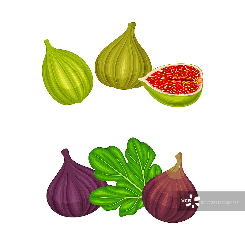 新鲜成熟无花果果实，坐果绿色和紫色图片素材