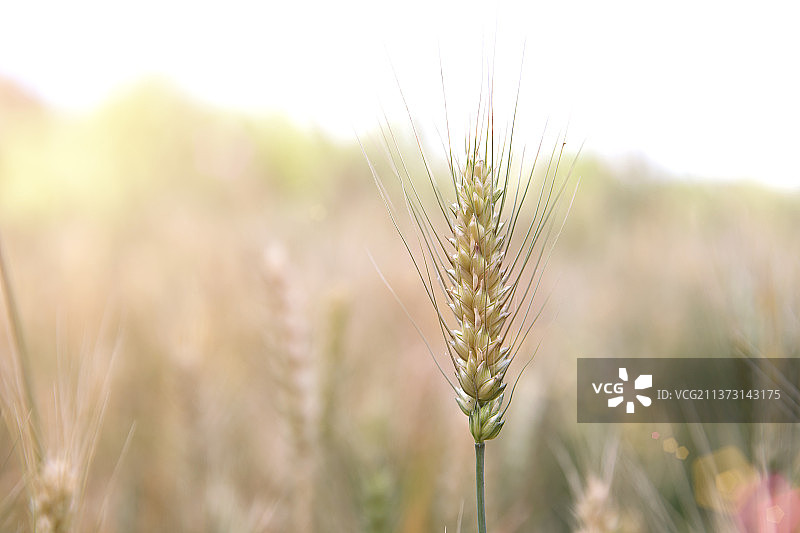 夏天即将成熟的小麦麦穗特写图片素材