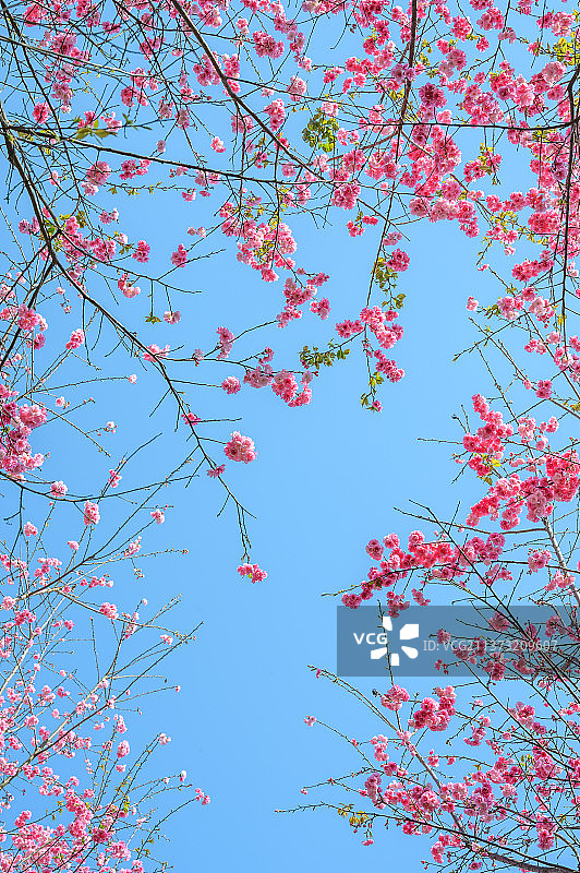 春季盛开的樱花图片素材