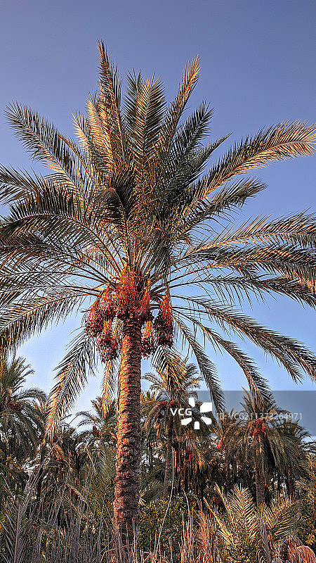 树，棕榈树对着晴朗的天空的低角度视图图片素材