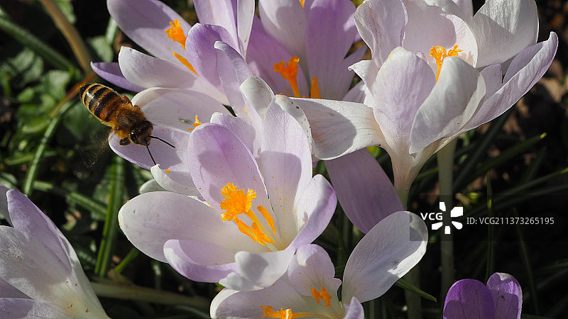 蜜蜂，紫色花朵上的蜜蜂特写，德累斯顿，德国图片素材