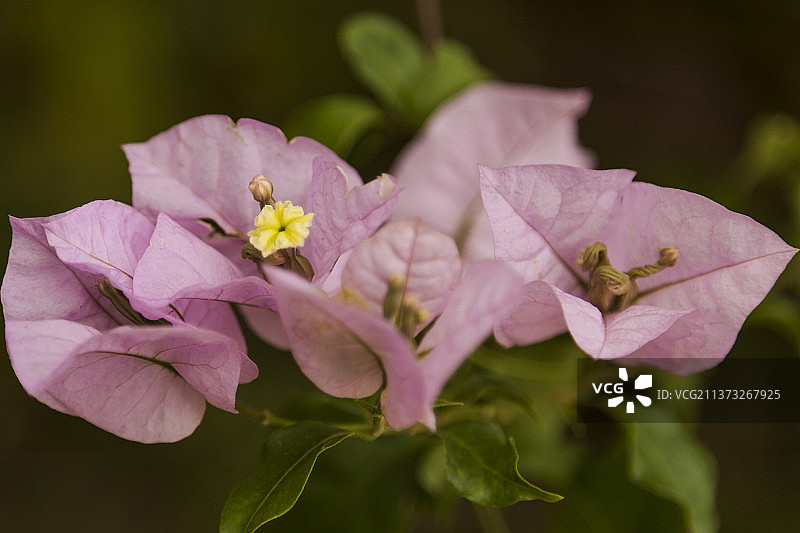 特写的粉红色开花植物，巴西图片素材