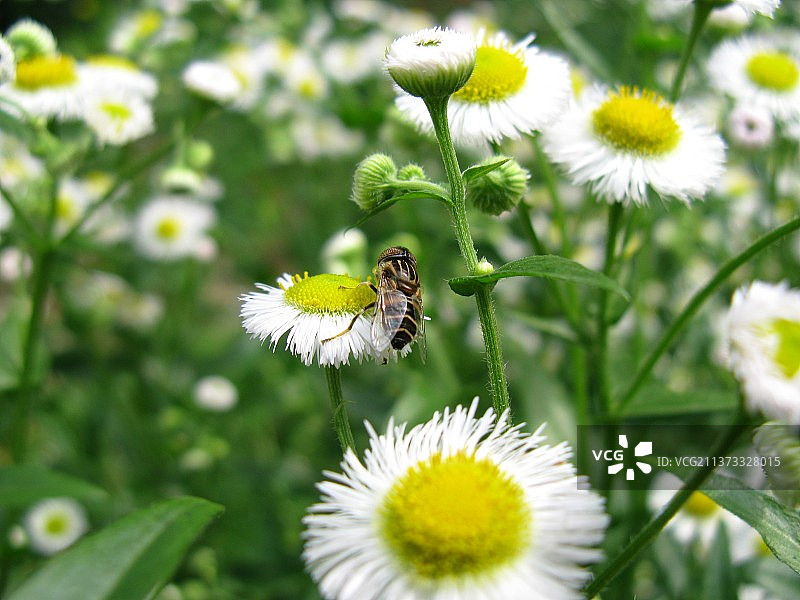 在一年蓬花上采蜜的蜜蜂图片素材