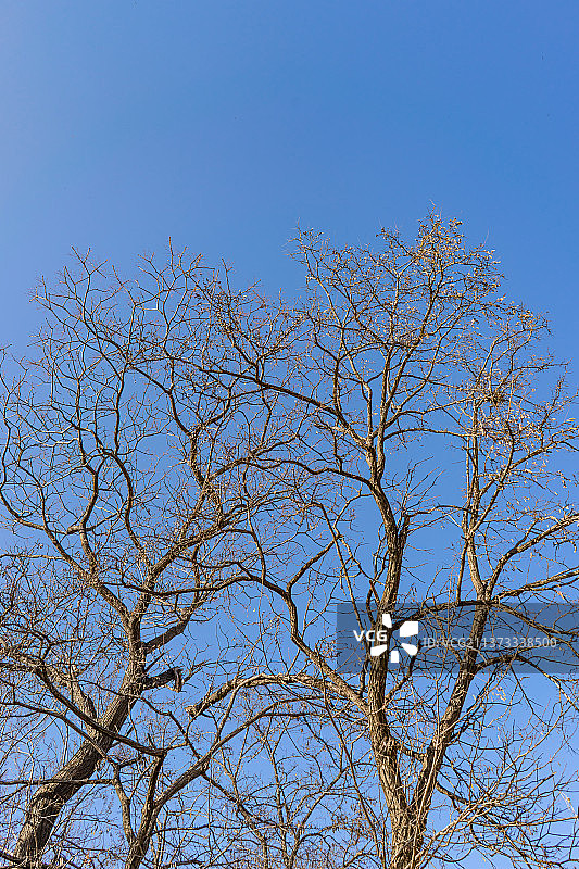 中国野生植物拍摄主题，低视角仰拍一颗干枯的秃树树冠，户外无人图像摄影图片素材