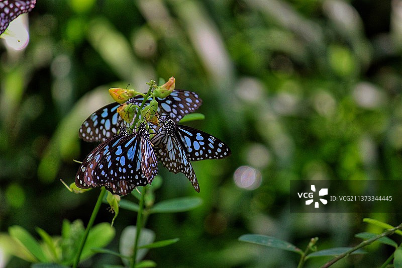 蝴蝶，蝴蝶在花上授粉的特写图片素材