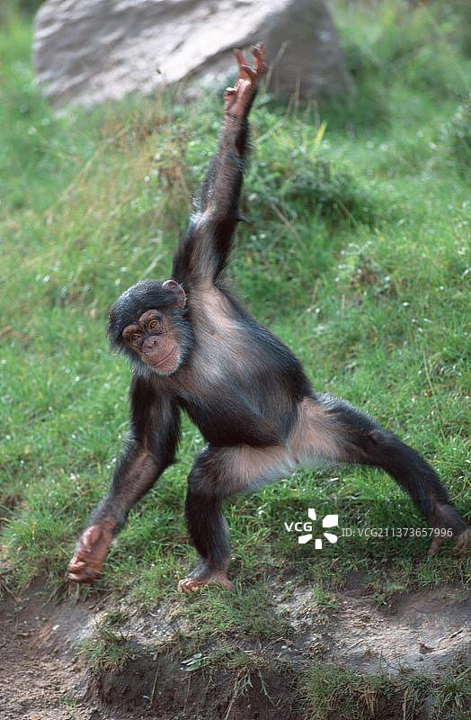 幼年黑猩猩(类人猿)，黑猩猩图片素材