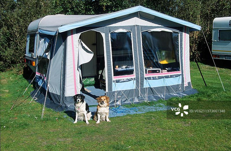 荷兰一处露营地的帐篷前，一只杂种狗图片素材