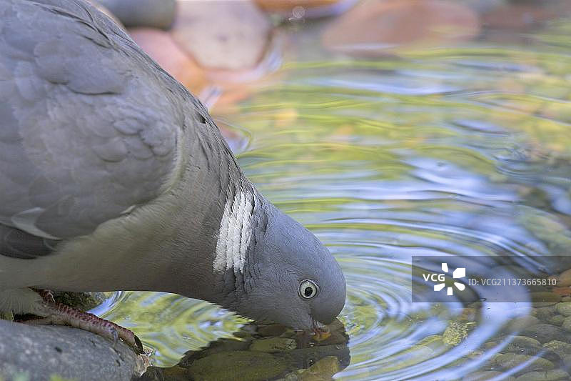林鸽(哥伦布palumbus)成年，特写的头，饮用花园池塘，切恩赛德，贝里克郡，苏格兰，英国，欧洲图片素材