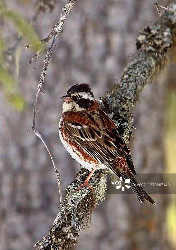 乡村彩旗(Emberiza rustica)，成年雄性，夏季羽毛，坐在树枝上，芬兰，欧洲图片素材