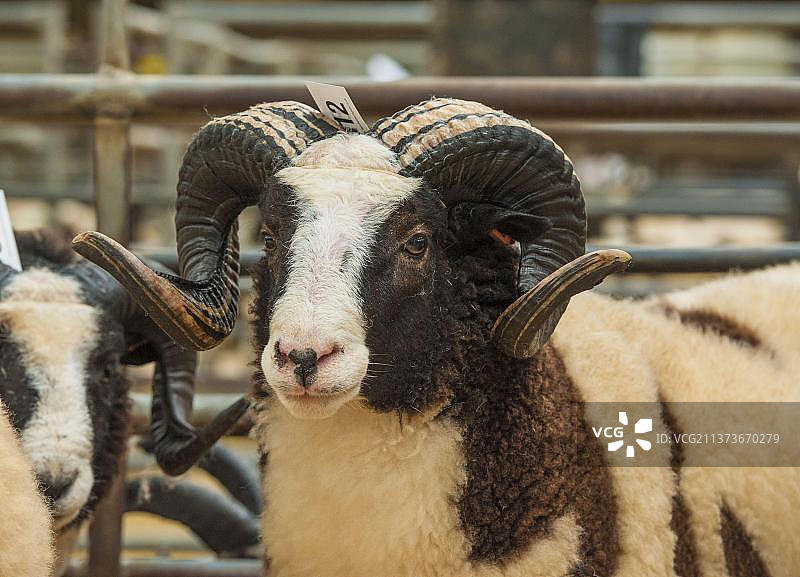家羊，雅各布母羊，头部特写，家畜市场，卡莱尔家畜市场，坎布里亚，英格兰，英国，欧洲图片素材