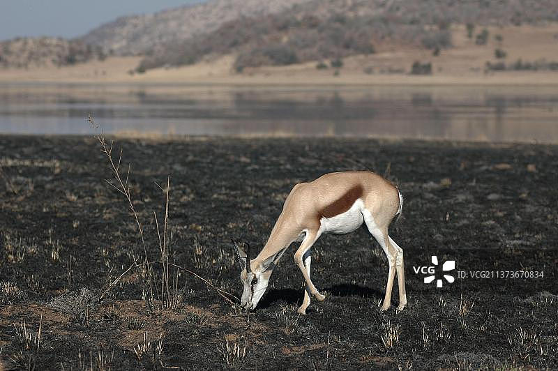 成年跳羚(Antidorcas有袋羚羊)，放牧在最近烧毁的区域旁边的水坑，Pilanesberg动物保护区，西北省，南非，非洲图片素材