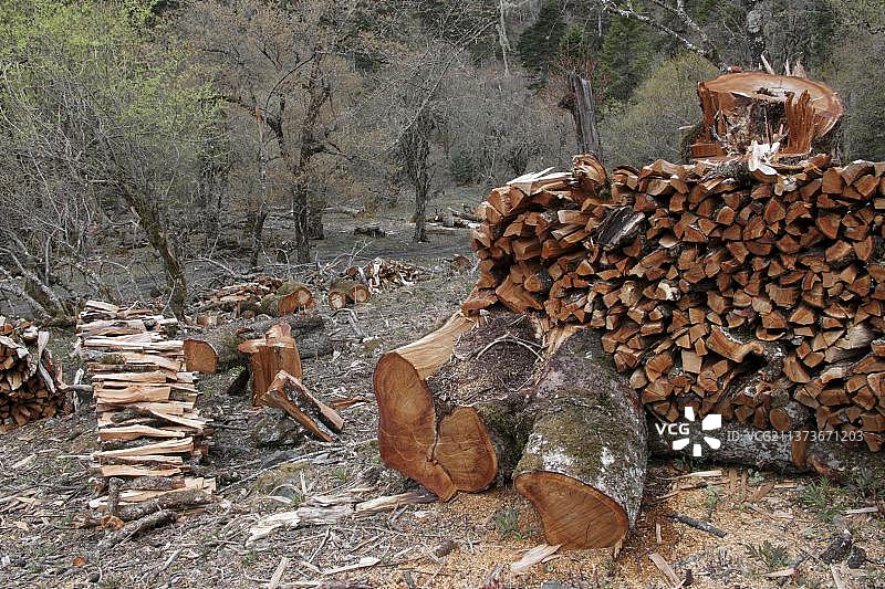 亚洲，中国云南，梅丽雪山，山上森林中成堆的不可持续的柴火图片素材