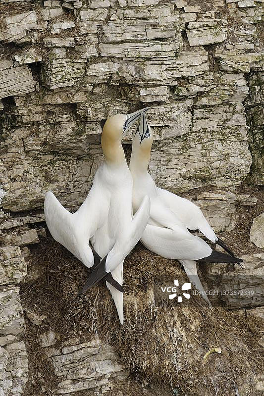 北塘鹅(Morus bassanus)的成年对，展示在海崖上的巢，bmpton悬崖RSPB保护区，东约克郡bmpton，英国，欧洲图片素材