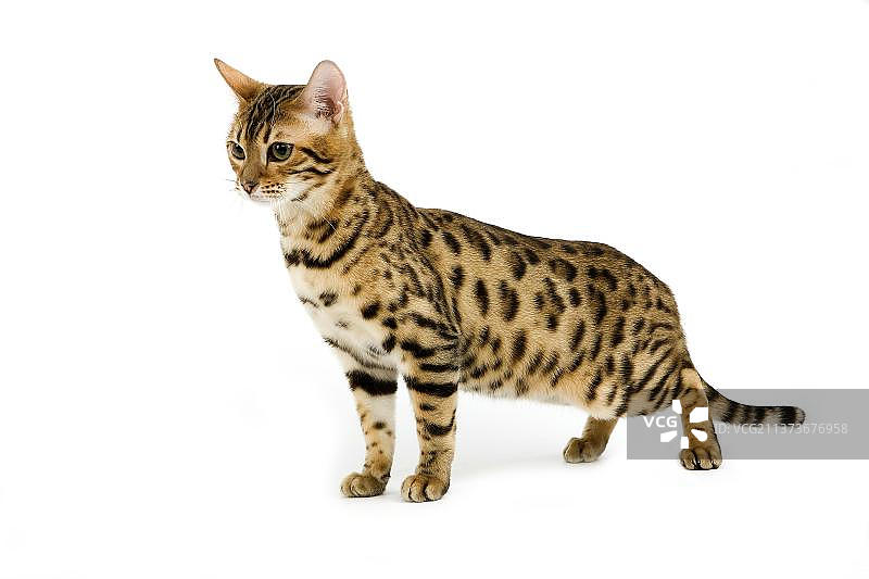 棕色斑点虎斑孟加拉家猫在白色背景下图片素材