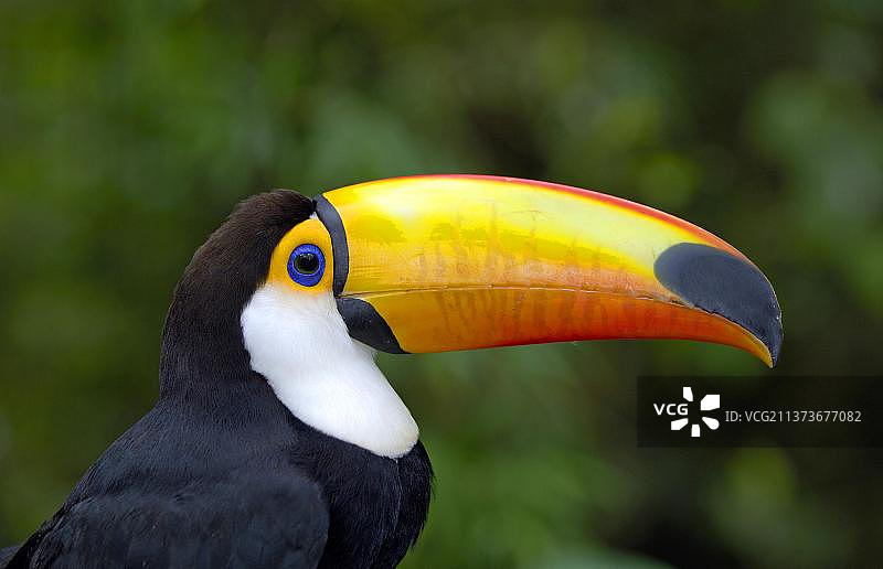 Toco toucan (Ramphastos Toco)，潘塔纳尔，页，简介，巴西，南美图片素材
