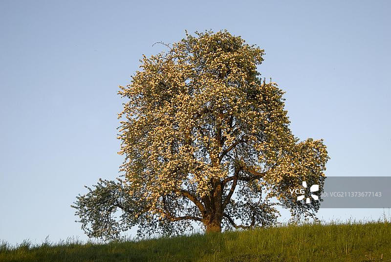 欧洲开花梨树(梨属)，梨树，梨树图片素材
