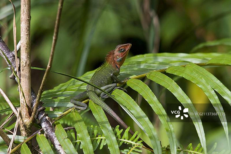 常见的绿色森林蜥蜴(Calotes Calotes)，其他动物，爬行动物，动物，常见的绿色森林蜥蜴辛哈拉加，斯里兰卡，亚洲图片素材